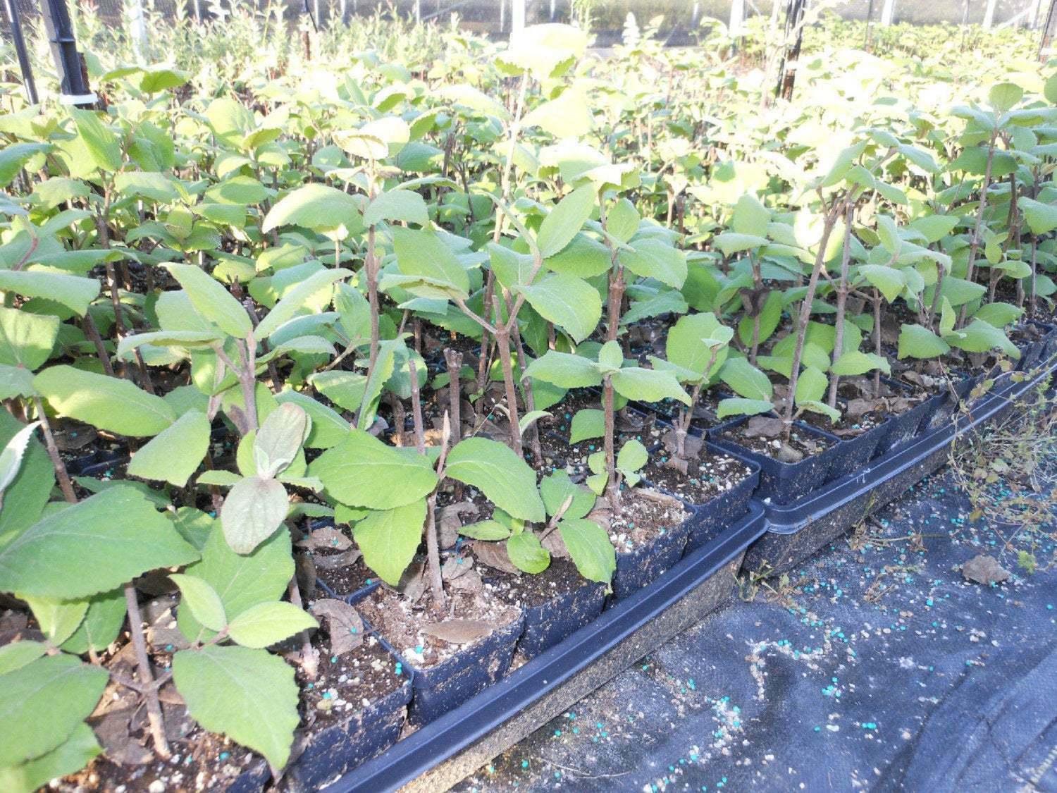 2 Juddi Viburnum Shrubs - Live Potted Plants - 6-12" Tall Seedlings - 3" Pots - The Nursery Center