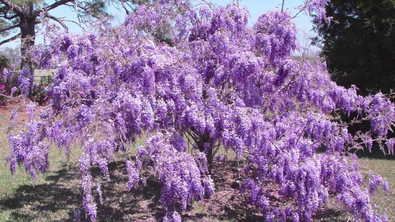 Purple Wisteria Tree - 6-12" Tall - Live Plant - 2.5" Pot - Wisteria sinensis - The Nursery Center