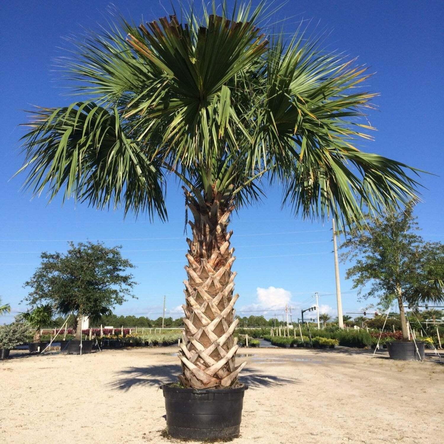 10 Cabbage Palm Trees - 5-7" Tall - 6 Month Old Live Plants - Sabal palmetto - The Nursery Center