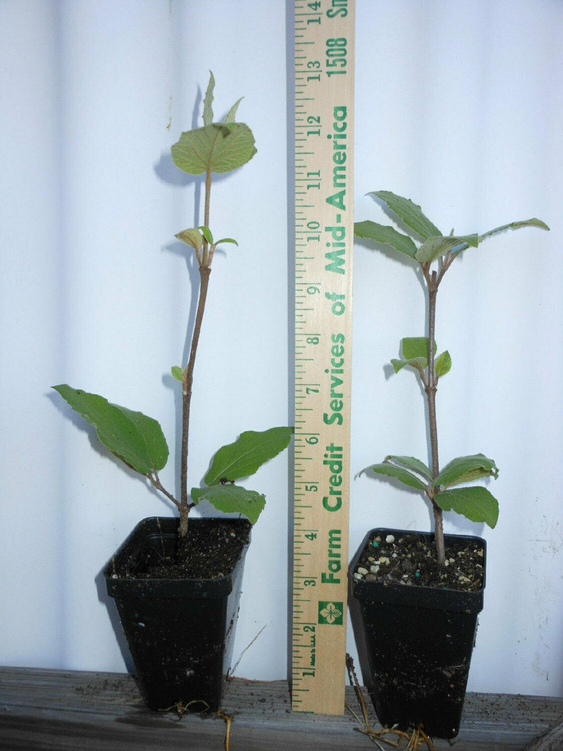 2 Juddi Viburnum Shrubs - Live Potted Plants - 6-12" Tall Seedlings - 3" Pots - The Nursery Center