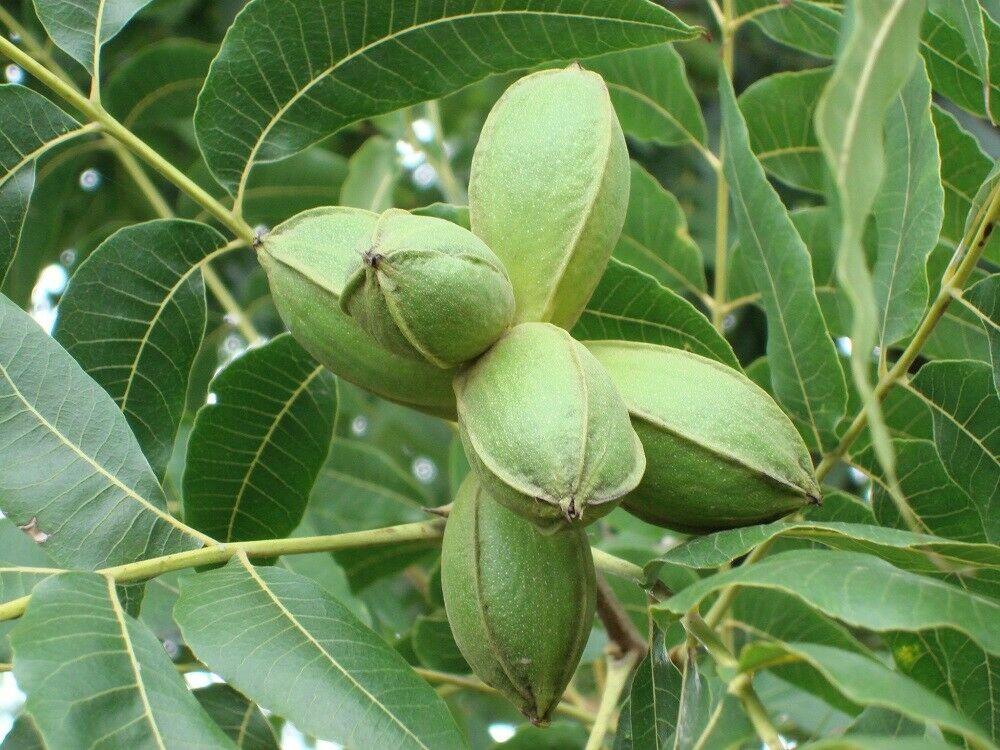 5 Pecan Trees - 6-12" Tall Live Plants - Bareroot Seedlings - Carya illinoinensis - The Nursery Center