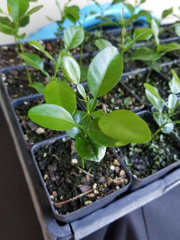 Thai Lime Tree, Kaffir/Makrut Lime - 2-4