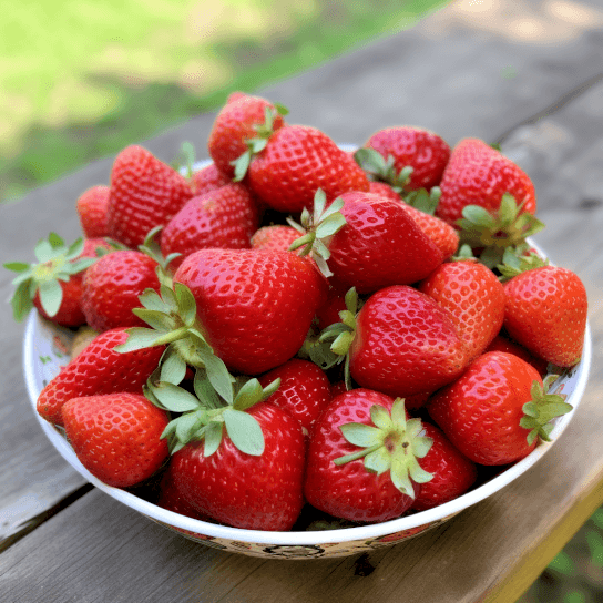 50 Ozark Beauty Strawberry Live Plants, Bare Root - Everbearing - Indoor/Outdoor - The Nursery Center