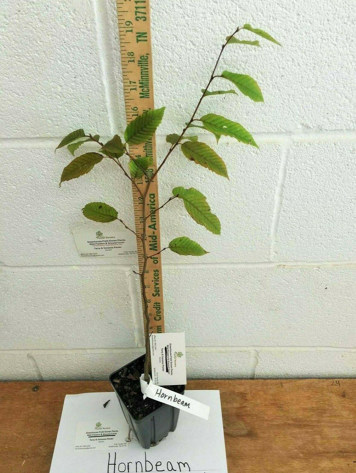American Hornbeam Tree - 6-12" Tall Live Plant, Quart Pot - Carpinus caroliniana - The Nursery Center