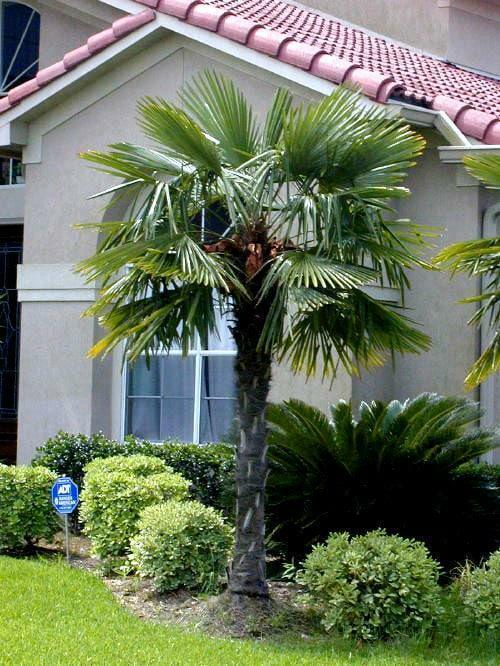 Windmill Palm Tree Seedling - 6-8+" Tall Live Plant - Trachycarpus fortunei - The Nursery Center