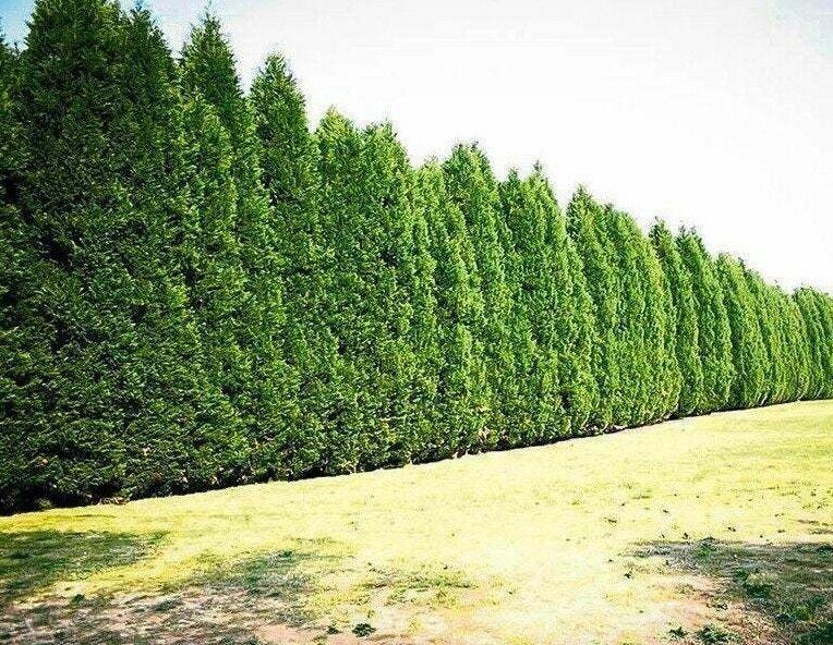 10 Leyland Cypress Trees - 8-14" Tall - 2.5" Pots - Live Plants - Ships Potted - The Nursery Center