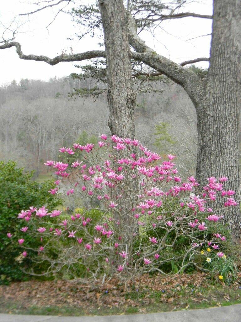 Pink Lady Apple Tree - 24-36 Tall - Live Plant - Bareroot Seedling 