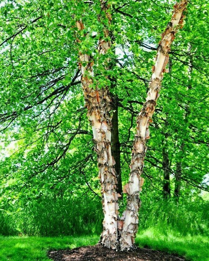 3 River Birch Trees - 18-24" Tall - Live Plants - Bareroot - Betula nigra - The Nursery Center