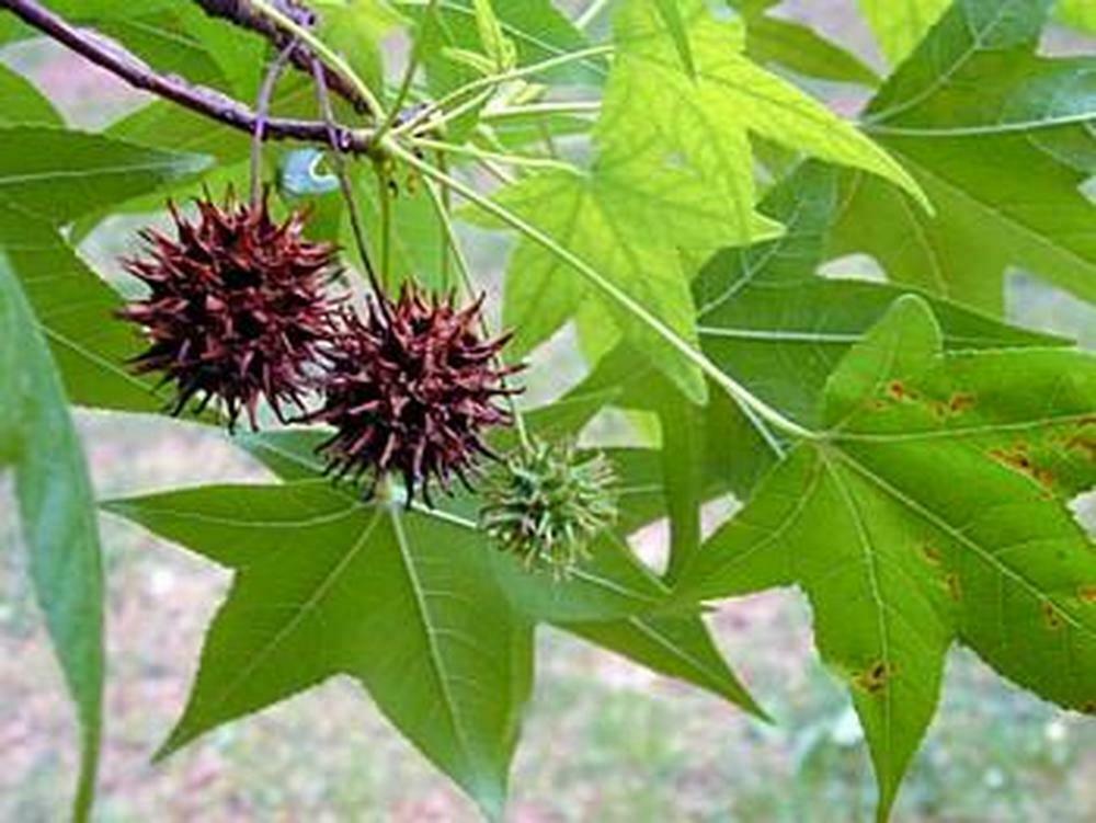 Liquidambar styraciflua - Sweetgum Tree – Mail Order Trees