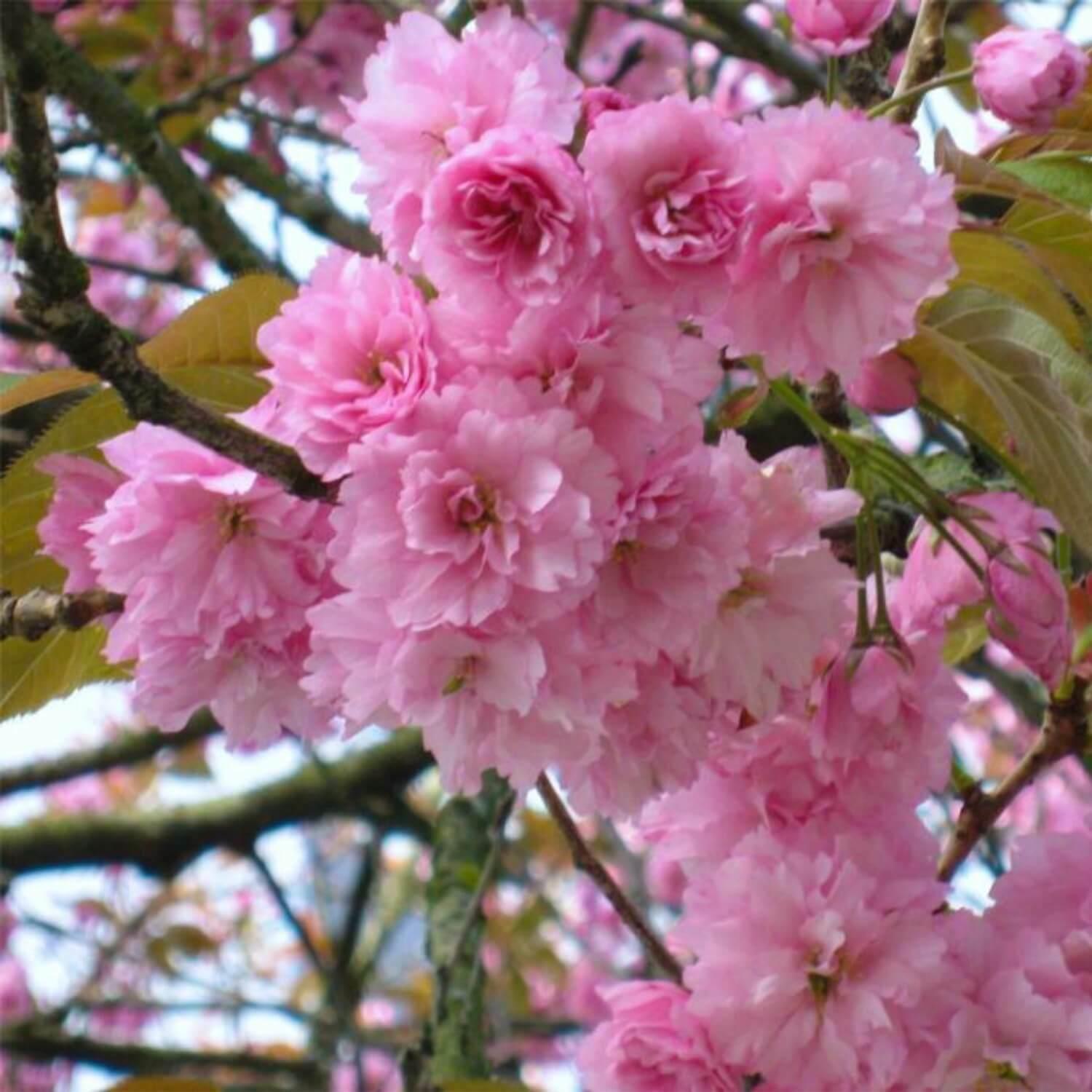 Kwanzan Flowering Cherry Tree - 36-48" Tall - Live Potted Plant - Prunus Kanzan - The Nursery Center