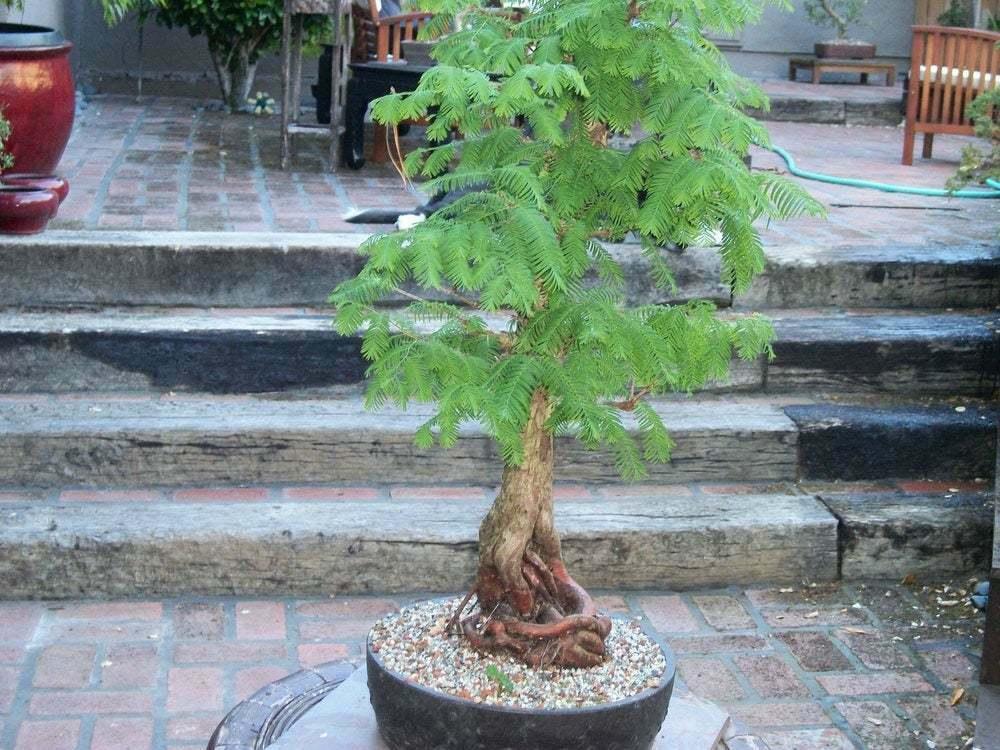 Dawn Redwood Tree - Live Plant - 8-12" Tall Seedling - Quart Pot - Metasequoia glyptostroboides - The Nursery Center