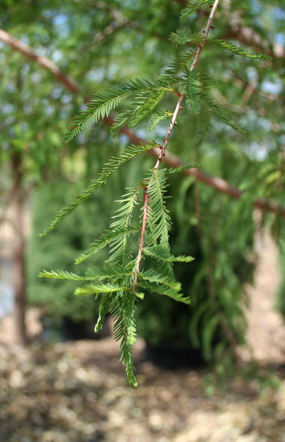 Bald Cypress Tree - Live Plant - 18-24" Tall - Quart Pot - (Taxodium distichum) - The Nursery Center