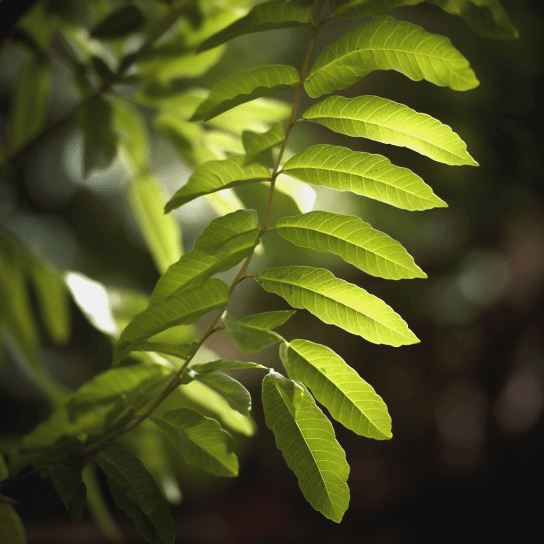 Indian Curry Leaf Tree - 4-8" Tall Starter Live Plant - 4" Pot - Murraya koenigii - The Nursery Center