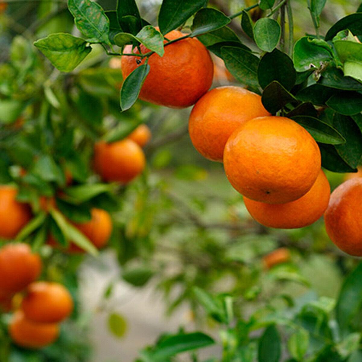 Calamondin/Calamansi Orange Tree - 24-36" Tall Live Plant - Gallon Pot - Citrus mitis - The Nursery Center