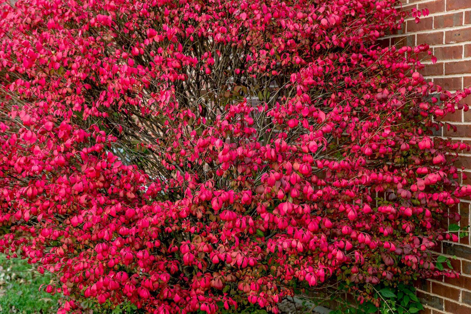 Burning Bush - Live Plant/Shrub - 2-4" Tall Seedling, 2x3" Pot - Euonymus alatus - The Nursery Center