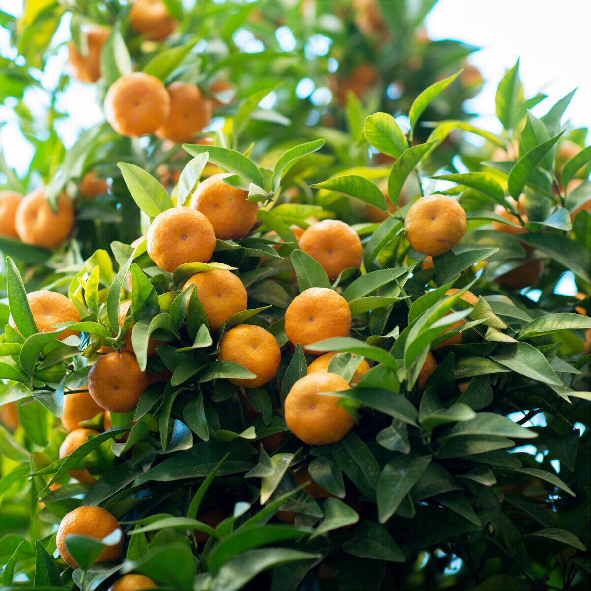 Dwarf Owari Satsuma Mandarin Tree - Live Citrus Plant - 26-30" Tall - Gallon Pot - Grafted - The Nursery Center