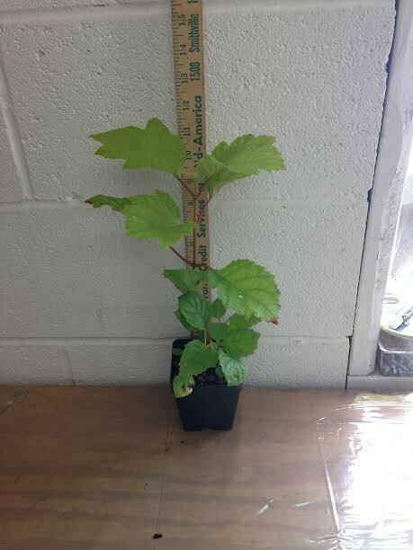 Oakleaf Hydrangea Shrub - 12" Tall Live Plant - 4" Pot - Hydrangea quercifolia - The Nursery Center