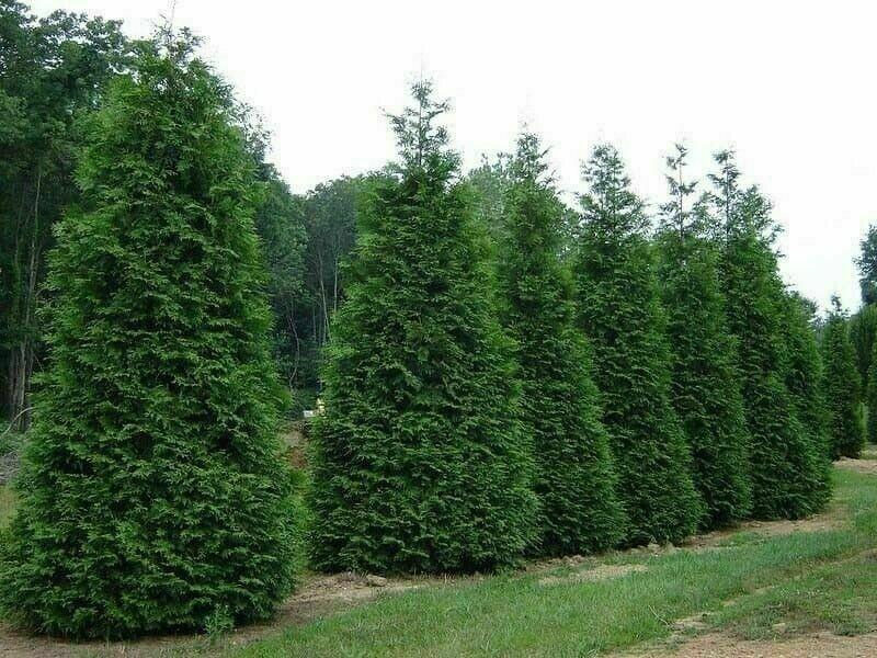 100 Thuja Green Giant Arborvitae Trees/Shrubs - 12-16" Tall Seedlings - Live Plants - 3" Pots - The Nursery Center