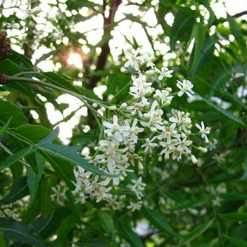 Neem Tree - 24-36" Tall Live Plant - 1 Gallon Pot - Outdoor Seedling - Azadirachta indica - The Nursery Center