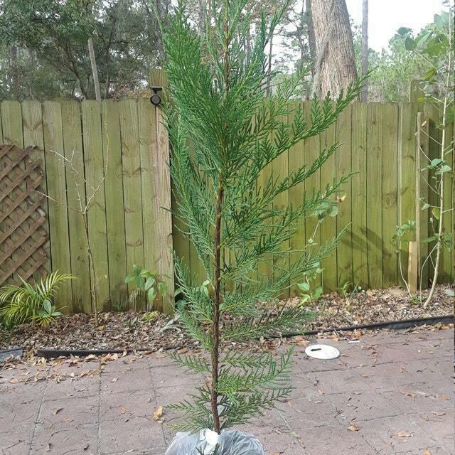 Leyland Cypress Tree - Live Plant - 24" Tall, Gallon Pot - Cupressus × leylandii - The Nursery Center