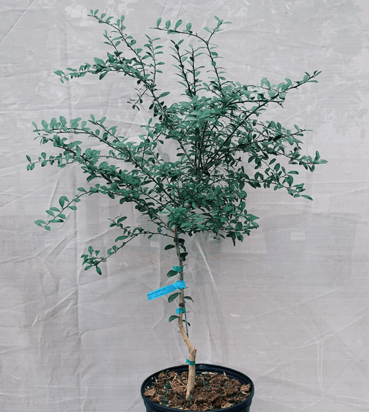 Giant Finger Lime Tree - 28-36"+ Tall - 3 Gallon Pot - Live Plant - Citrus Fruit - The Nursery Center