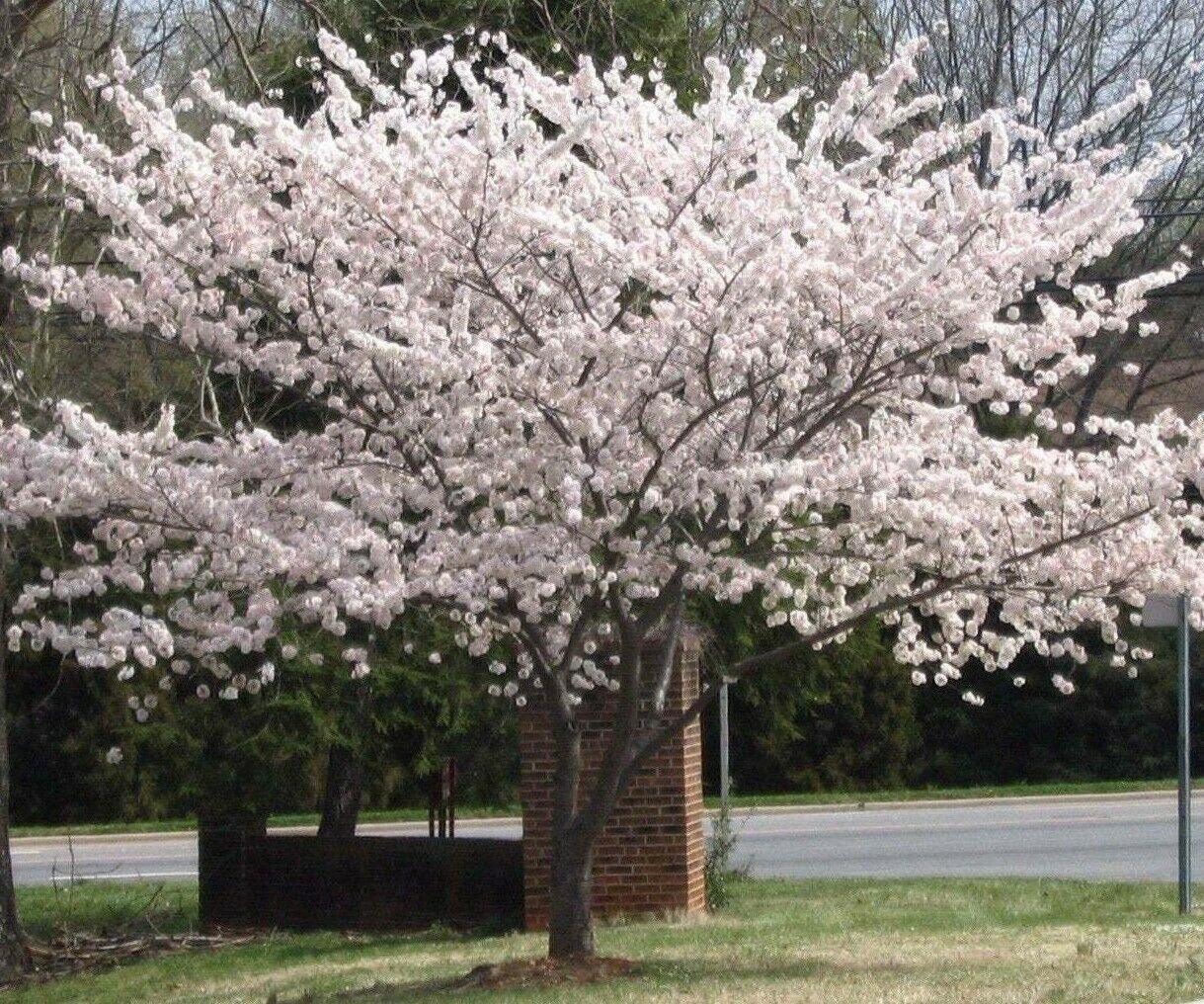 Yoshino Flowering Cherry Tree - Live Plant - 6-12" Tall - 3" Pot - Ships Potted - The Nursery Center