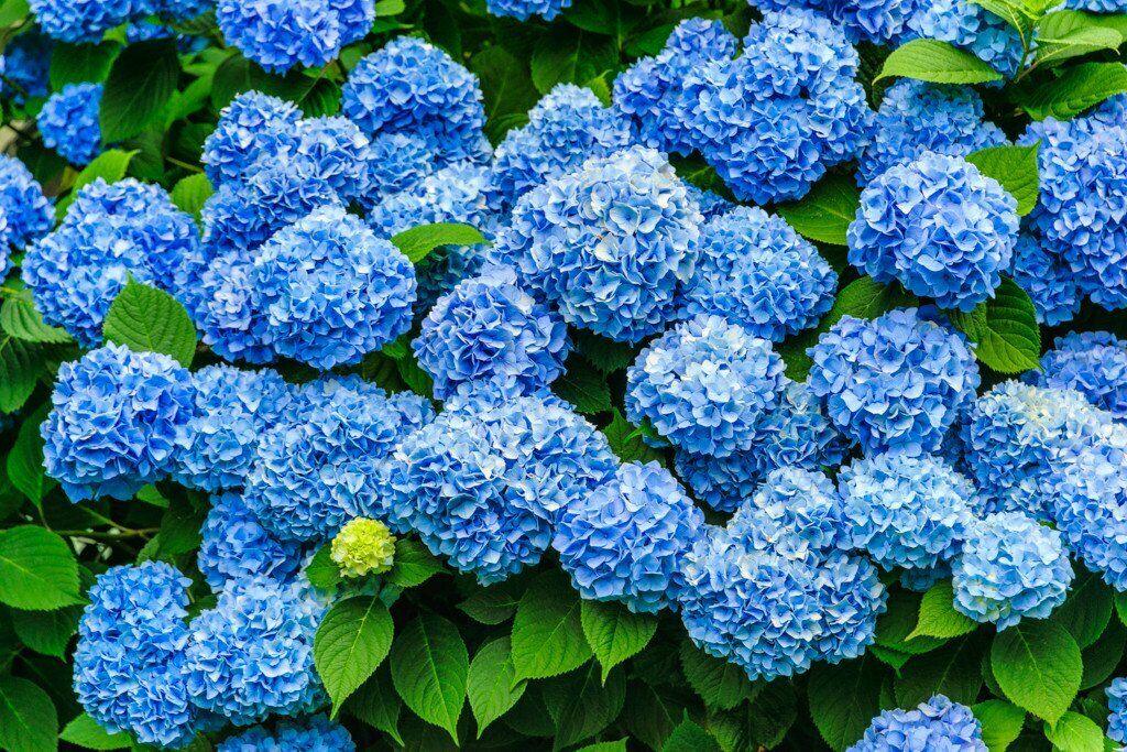 2 Nikko Blue Mophead Hydrangea Shrubs - Live Plants - 6-10" Tall - 3" Pots - The Nursery Center