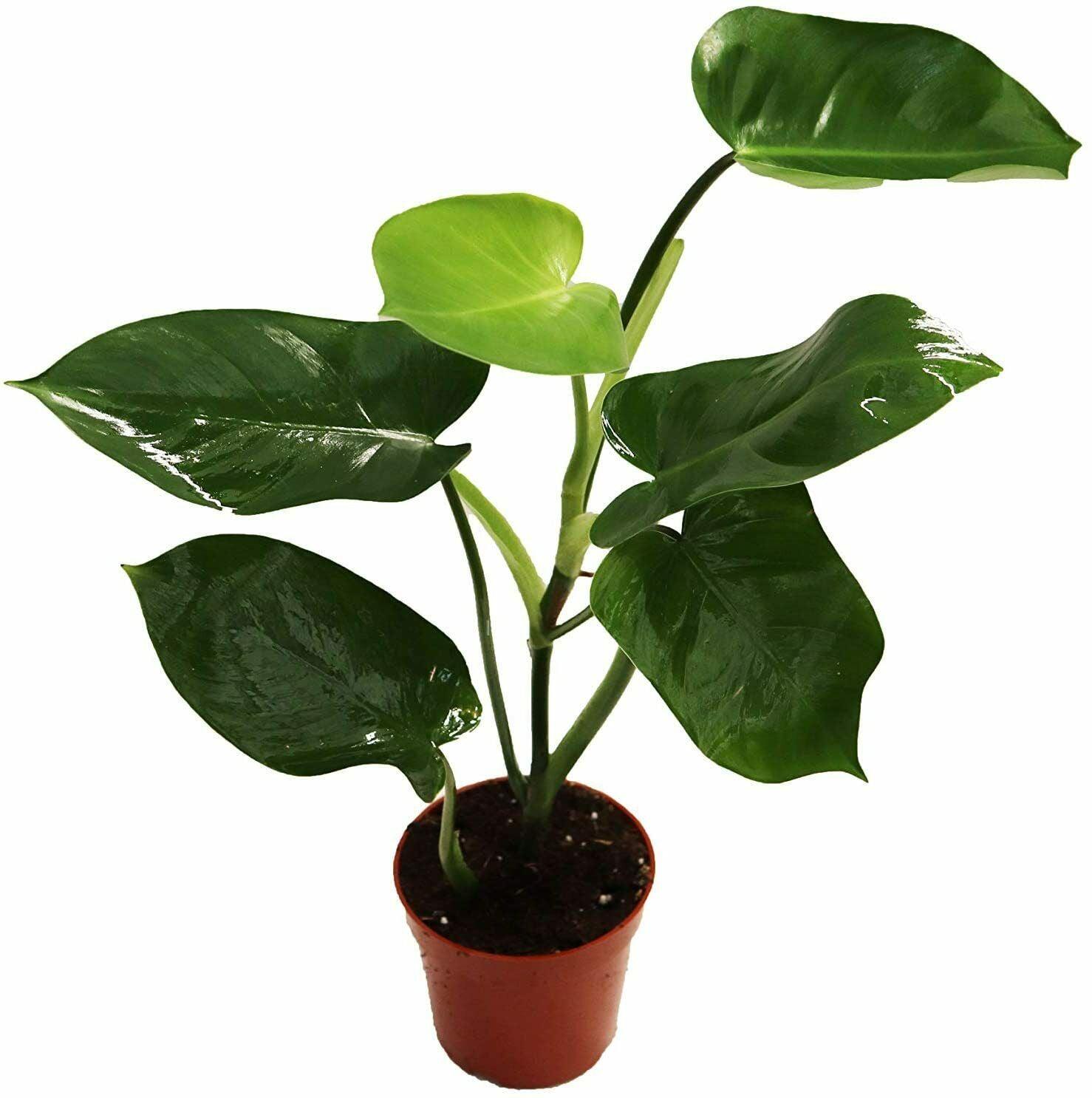 Philodendron 'Green Emerald' - Live Potted Plant, 4'' Pot - Tropical House Plant - The Nursery Center