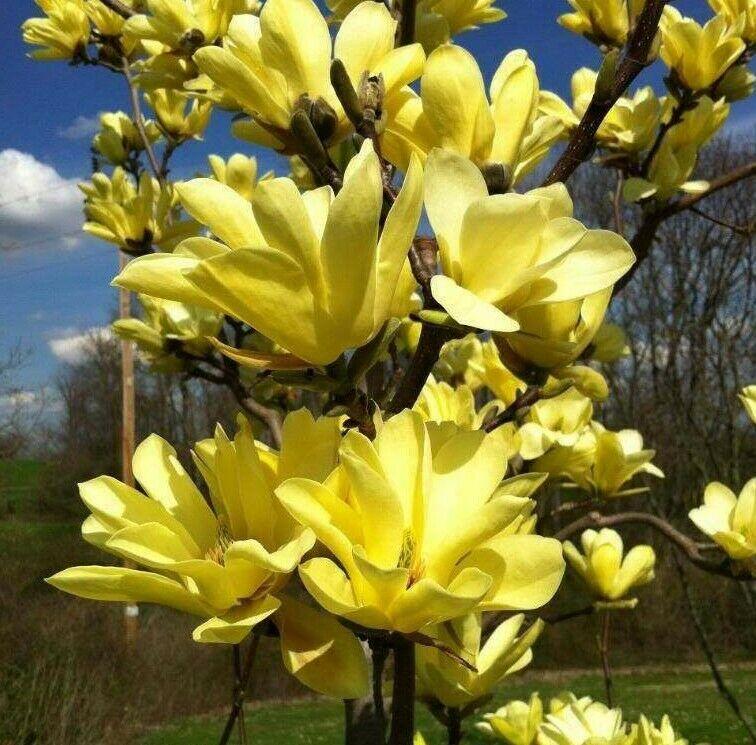 2 Yellow Bird Magnolia Trees/Bushes/Shrubs - Live Plants - 6-12" Tall Seedlings - 2.5" Pots - The Nursery Center