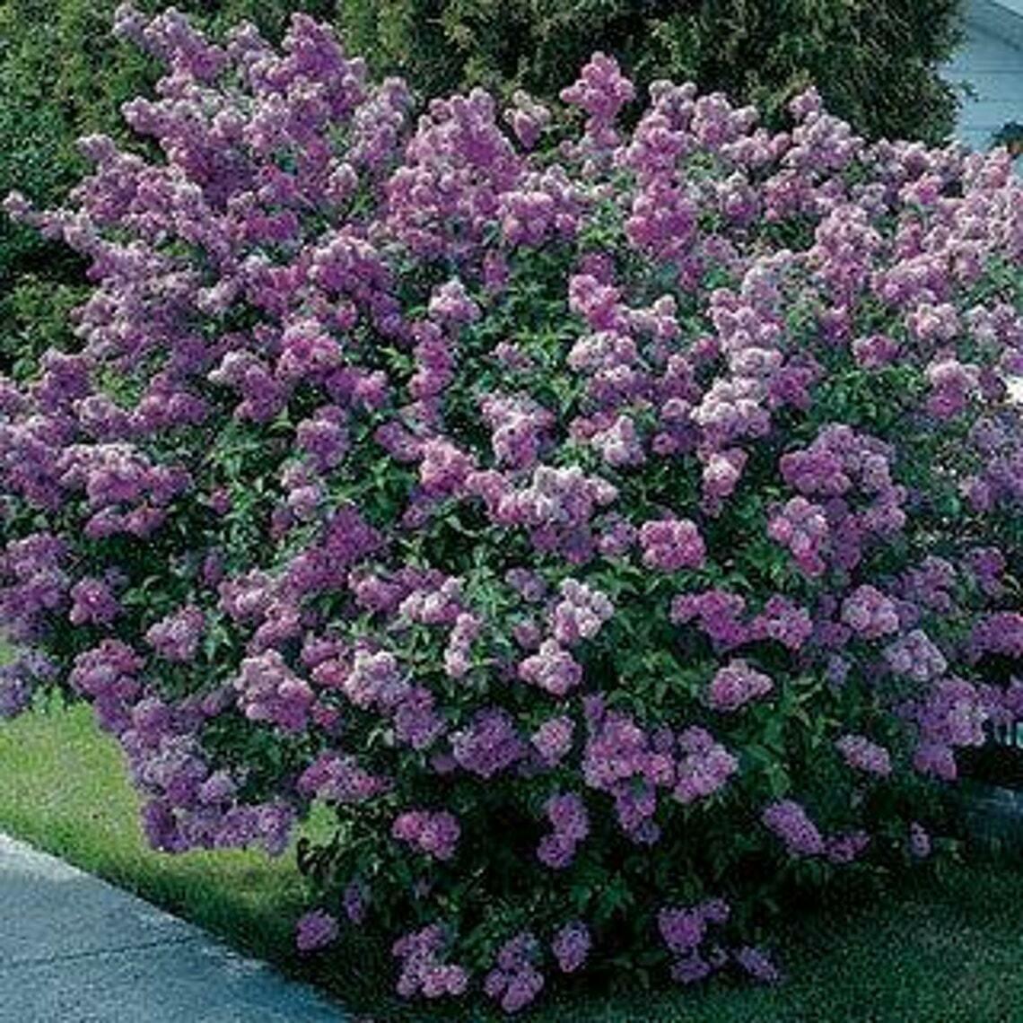 Old Fashioned (Common) Lilac Shrub/Bush - 18-24" Tall Live Plant - Syringa vulgaris - The Nursery Center