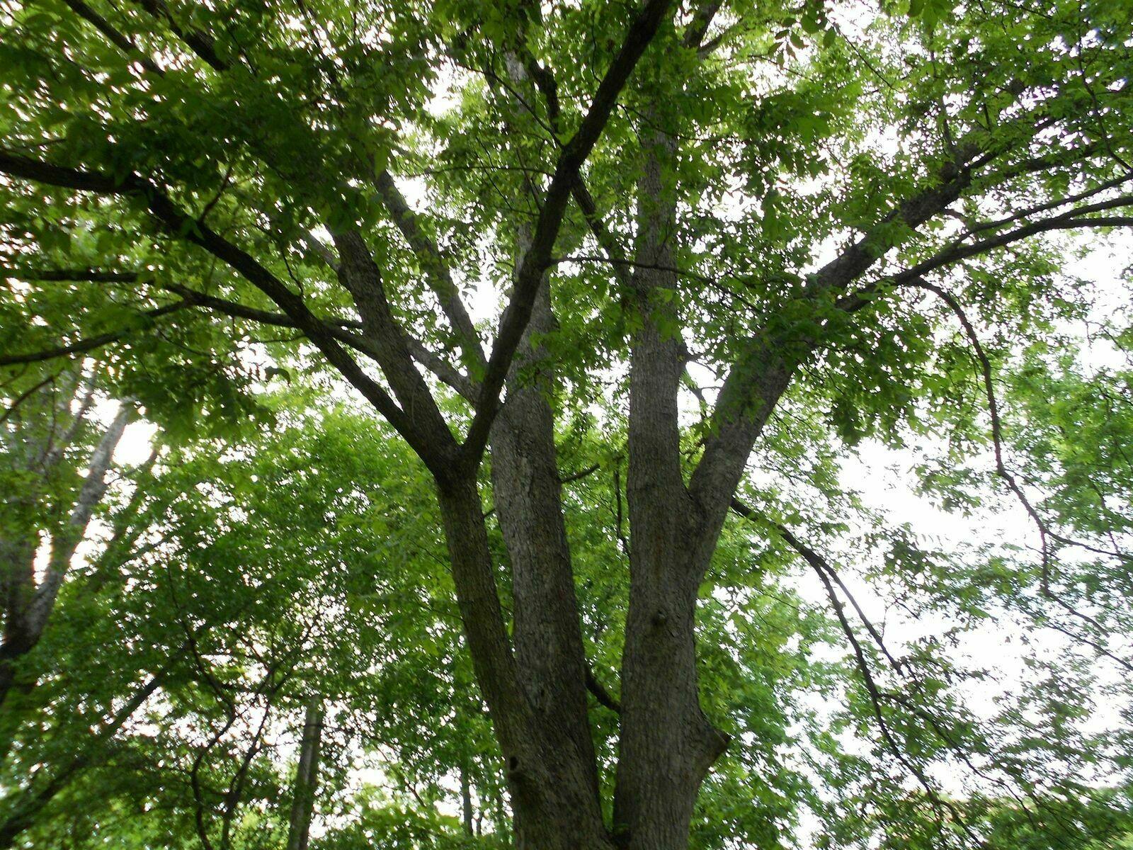 Black Walnut Tree - 24-36" Tall - Live Plant - 2-3 Foot Tall Seedling - Juglans nigra - The Nursery Center