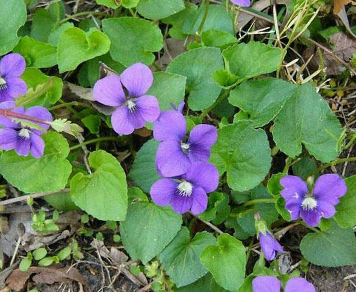 10+ Wild Common Blue Violet Flowers - Live Bareroot Perennial Plants - Viola Sororia - The Nursery Center