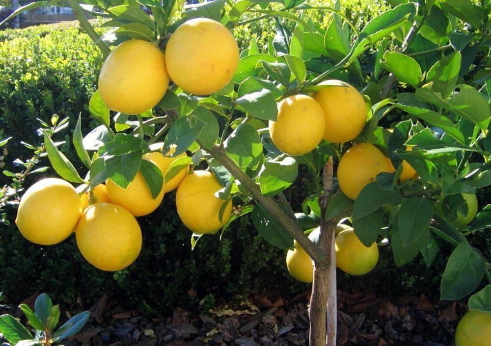Bearss Lemon Tree - 24-36" Tall - Live Citrus Plant - Gallon Pot - Grafted - The Nursery Center