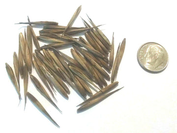200 Fresh Giant Moso Bamboo Seeds - Phyllostachys Pubescens - High Germination! - The Nursery Center