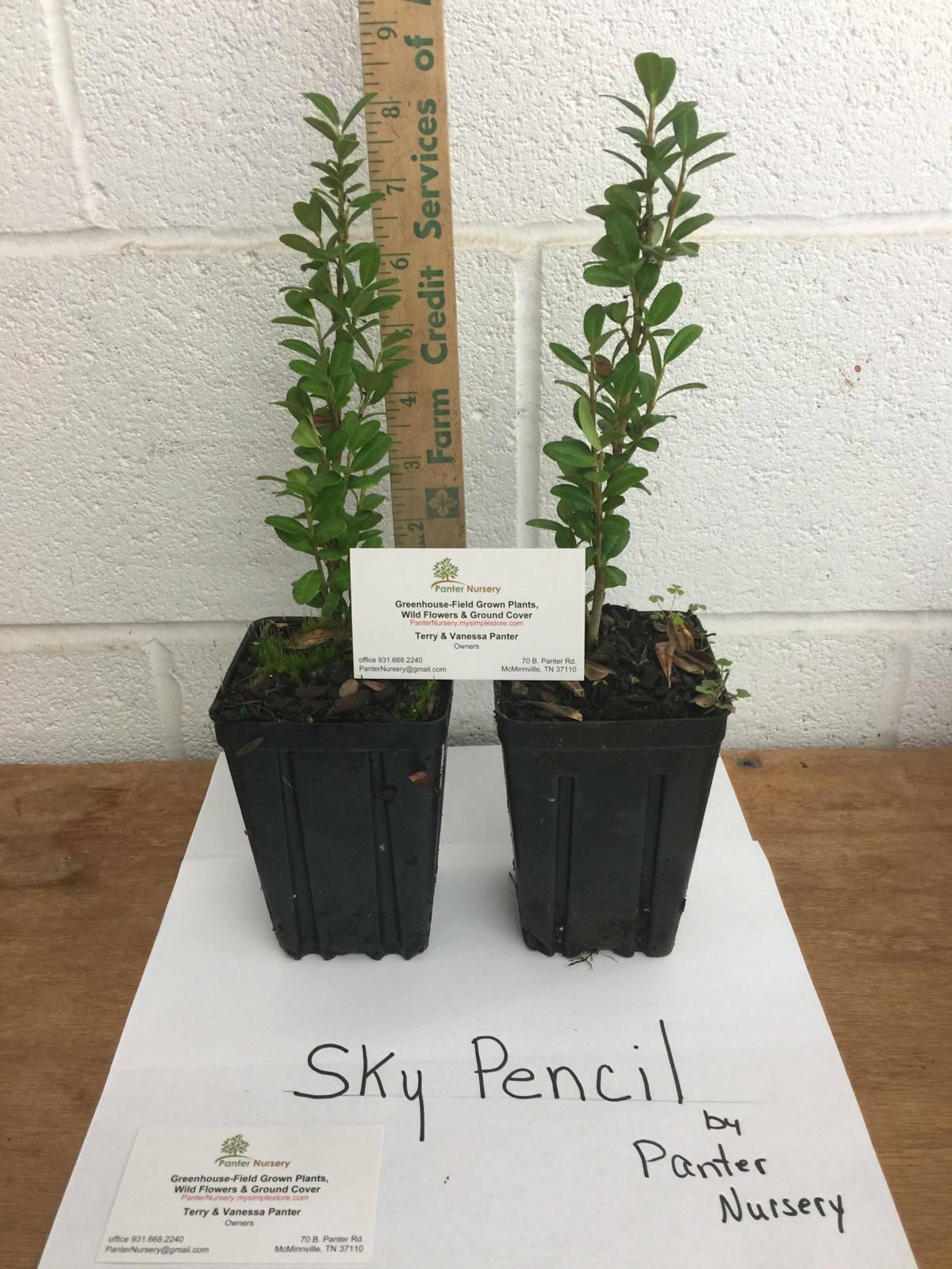 Sky Pencil Japanese Holly Shrub/Tree, 6-12" Tall Plant, Quart Pot - Ilex Crenata - The Nursery Center