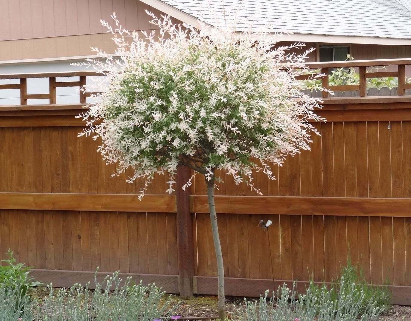 2 Japanese Nishiki Dappled Willow Shrubs/Trees - 8-12" Tall Live Plants - 4" Pot - The Nursery Center