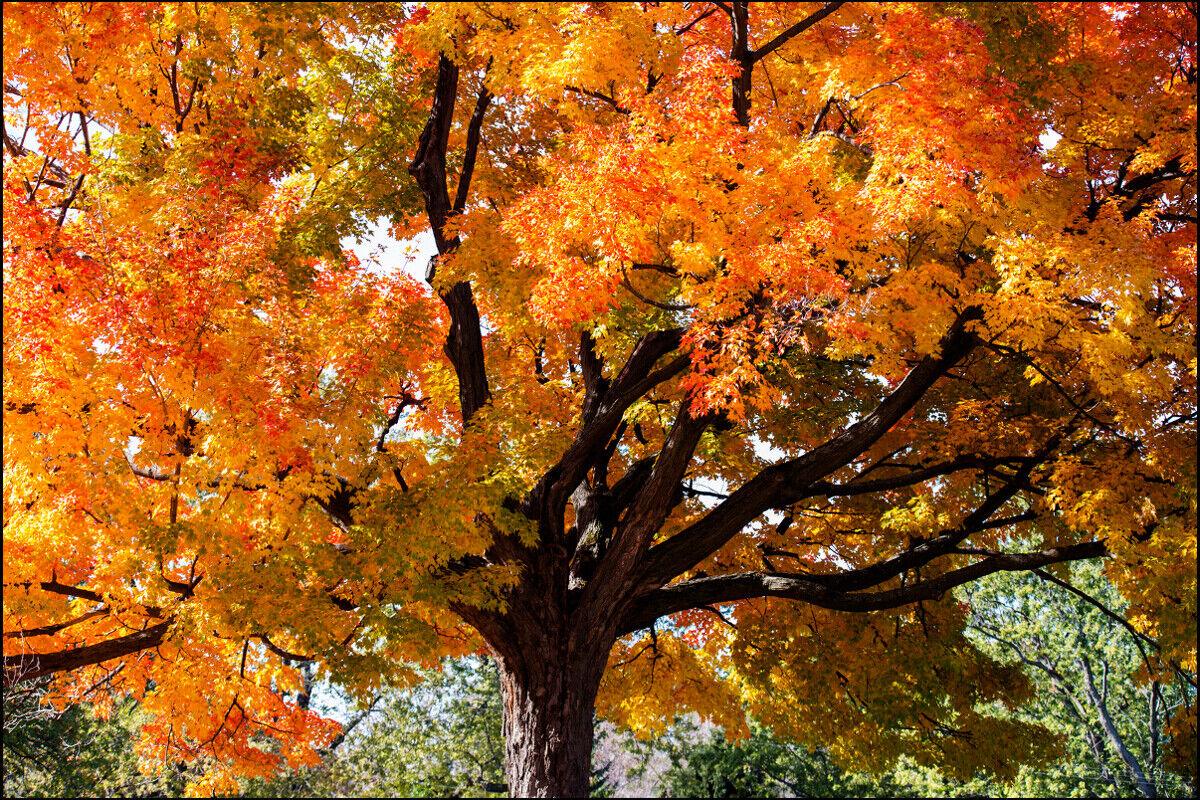 Sugar Maple Tree - 36" Tall Seedling - Live Plant - Acer saccharum - The Nursery Center