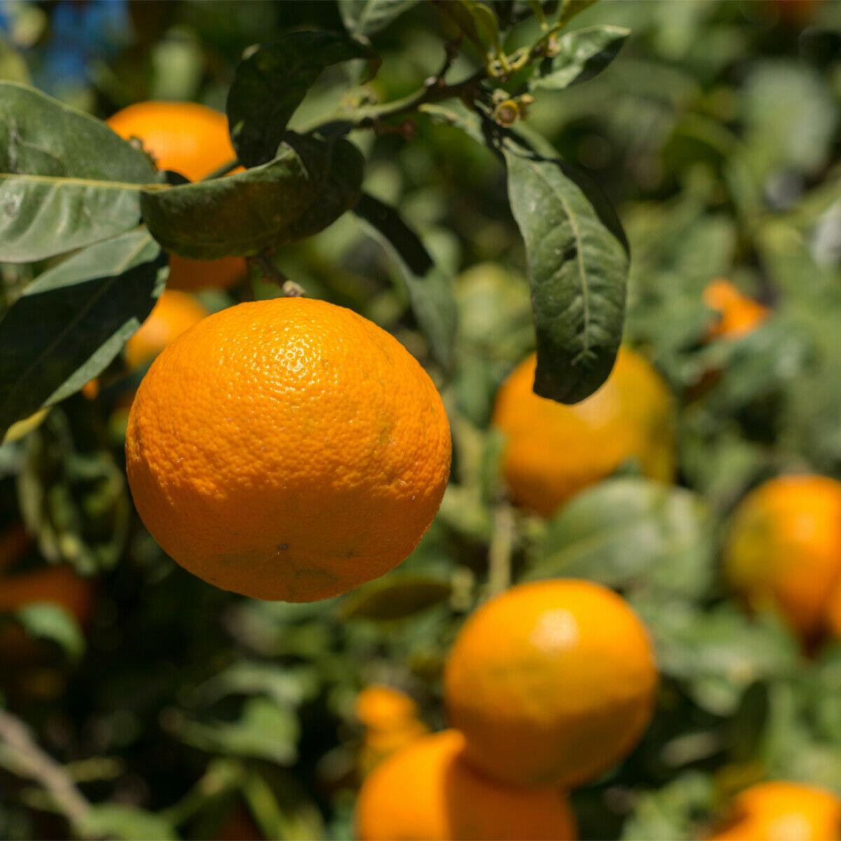 Dwarf Owari Satsuma Mandarin Tree - Live Citrus Plant - 26-30" Tall - Gallon Pot - Grafted - The Nursery Center