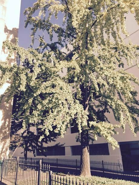 Ginkgo Tree, Maidenhair Tree - 12-18" Tall Live Plant, Quart Pot - Ginkgo biloba - The Nursery Center