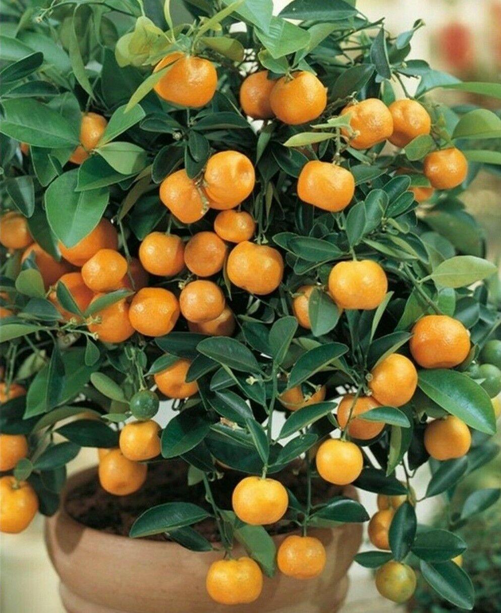 Calamondin/Calamansi Orange Tree - 12-15" Tall Live Plant, 5" Pot - Citrus mitis - The Nursery Center