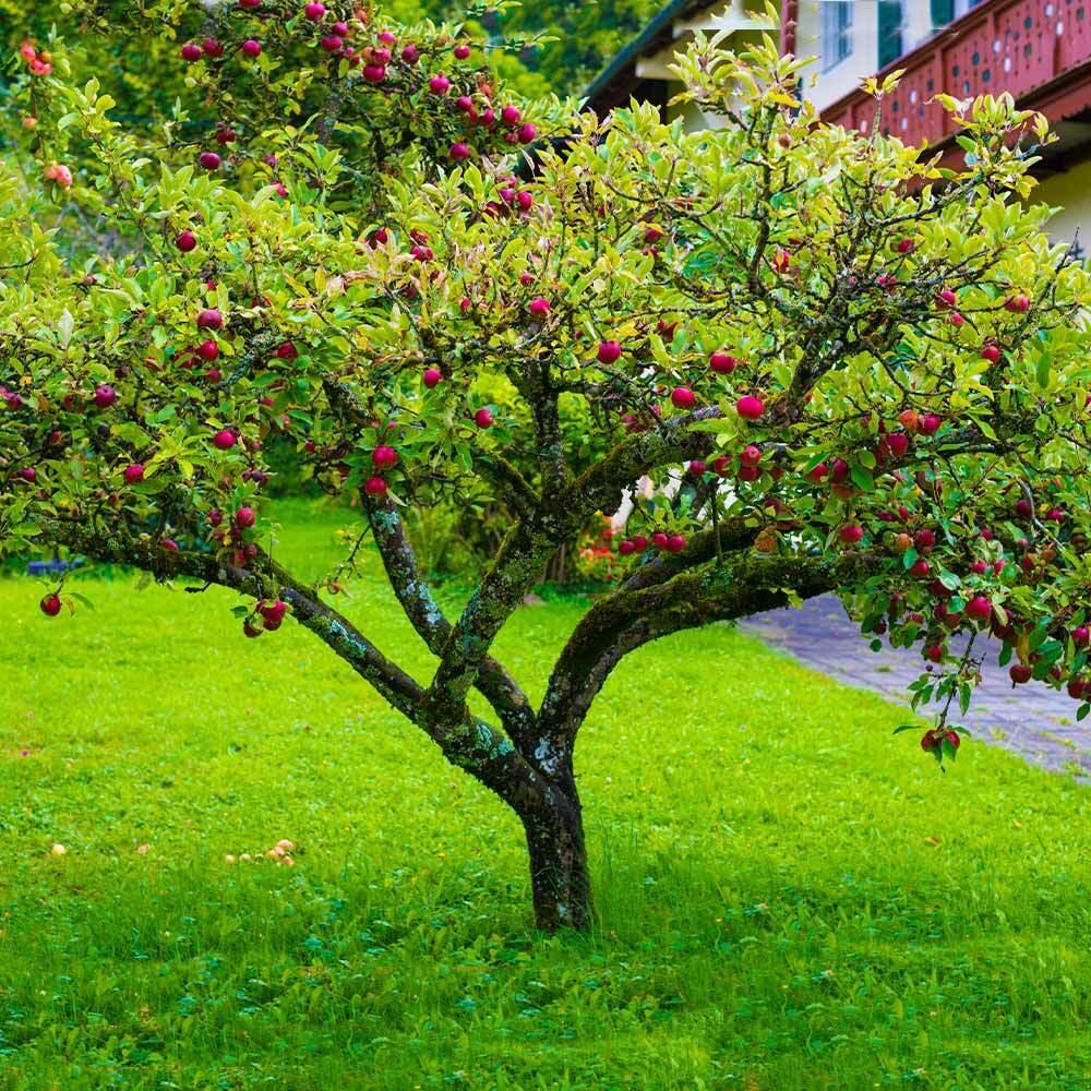 Honeycrisp Apple Tree - 24-36" Tall - Live Plant - Bareroot Seedling - Malus - The Nursery Center