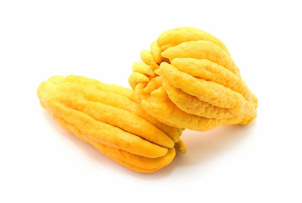 Buddhas Hand (Fingered Citron) Tree - 12-15" Tall - Live Citrus Plant - 5" Pot - The Nursery Center