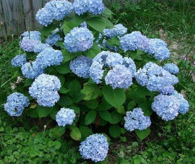 2 Nikko Blue Mophead Hydrangea Shrubs - Live Plants - 6-10" Tall - 3" Pots - The Nursery Center
