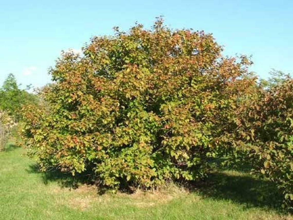 American Hazelnut/Filbert Tree - 6-12" Tall Live Plant - 4" Pot - Corylus americana - The Nursery Center
