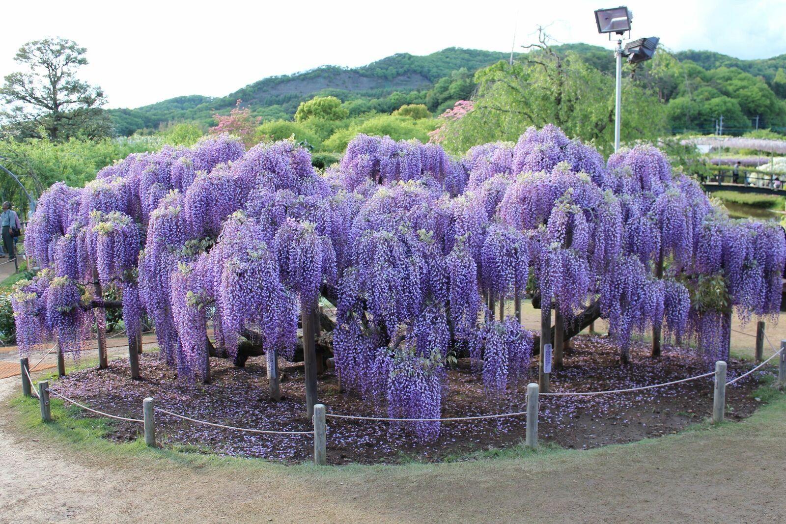 Purple Wisteria Tree - 6-12 Tall - Live Plant - 2.5 Pot - Wisteria  sinensis