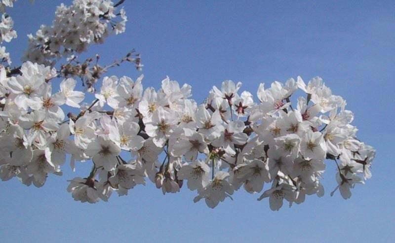 Yoshino Flowering Cherry Tree - Live Plant - 6-12" Tall - 3" Pot - Ships Potted - The Nursery Center