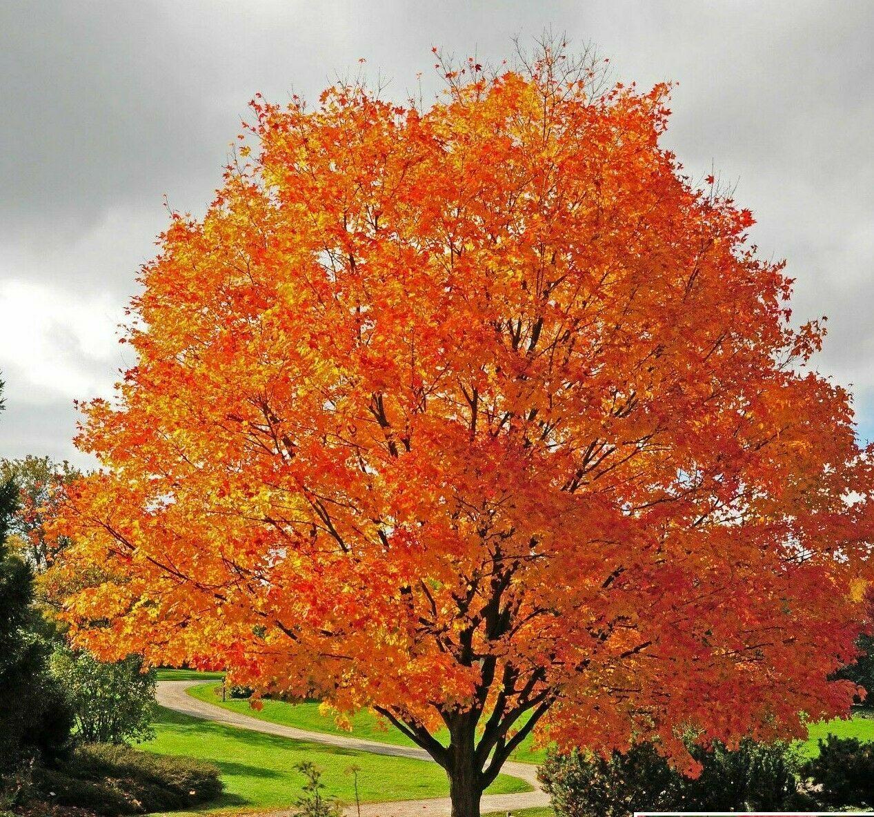 Sugar Maple Tree - 18-28" Tall - Gallon Pot - Live Plant- Potted - Acer saccharum - The Nursery Center