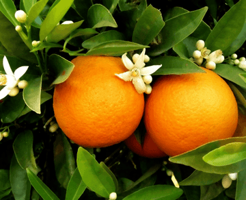 Washington Navel Orange Tree - 26-30