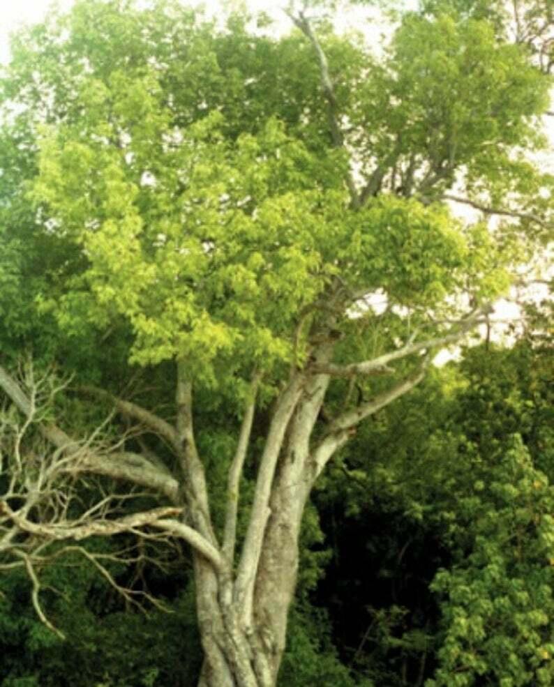 Spanish Lime Tree / Mamoncillo / Quenepa - 6-10" Tall Seedling - Live Plant - 2.5" Pot - Melicoccus Bijugatus - The Nursery Center
