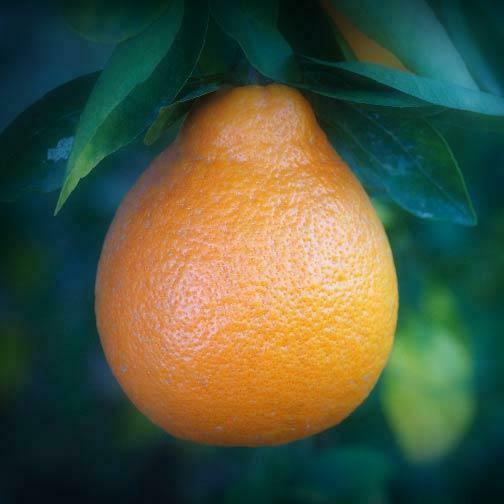 Dwarf Honeybell (Minneola Tangelo) Tree - 26-30" Tall - Live Citrus Plant - Gallon Pot - Grafted - Citrus x tangelo 'Minneola' - The Nursery Center